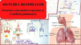 ADMITERE MEDICINA SISTEMUL RESPIRATOR 1 Structura sistemului respirator si Ventilatia pulmonara [upl. by Anitnoc]