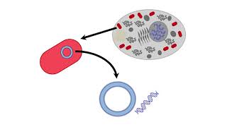 Mitochondria Function [upl. by Hakvir39]