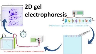 2D gel electrophoresis [upl. by Joyan726]