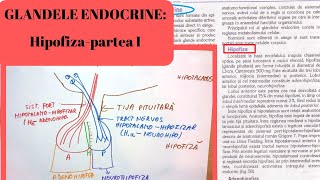 ADMITERE MEDICINA GLANDELE ENDOCRINE 1 Hipofiza partea I [upl. by Delaryd]