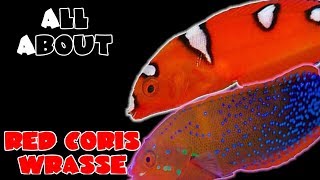 All About The Red Coris Wrasse or Clown Wrasse [upl. by Artemas986]