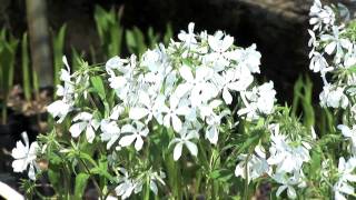 Growing Woodland Phlox [upl. by Shultz]