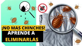 COMO ELIMINAR LAS CHINCHES DE CAMA Eficazmente EN MINUTOS  Insecticida De Chinchas [upl. by Nikos832]