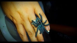 Sling Care Avicularia Caribena versicolor care by the Deadly Tarantula Girl [upl. by Alikat]