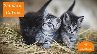 Sonidos de Gatitos Bebés Recién Nacidos Maullando 😸 Tiernos Llorando Llamando a su Mama 😸 [upl. by Vevina363]