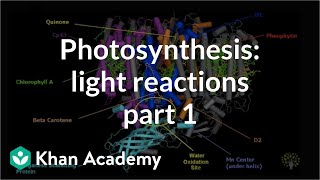 Photosynthesis Light Reactions 1 [upl. by Naivad]