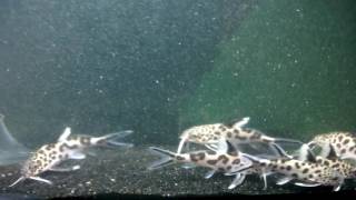 Synodontis Multipunctatus Display [upl. by Eelyam]