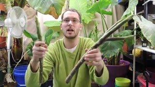 Planting Plumeria Cuttings  Frangipani [upl. by Ennazor]