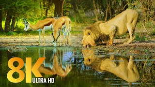 Amazing Wildlife of Botswana  8K Nature Documentary Film with music [upl. by Khudari]