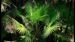 Everglades palms [upl. by Syhr]