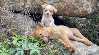 The cry for help of two dogs abandoned by their cruel owner on the side of the road and I saved them [upl. by Llekcir468]