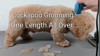 Cockapoo Grooming One Length All Over [upl. by Ened]