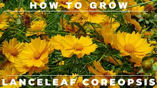 Coreopsis  Complete Grow and Care Guide [upl. by Yvehc480]