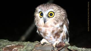 Northern Sawwhet Owl Call [upl. by Hembree]