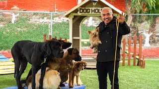 CESAR MILLAN TEACHES YOU HOW TO USE THE LEASH [upl. by Ahsed6]