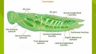 Respiratory System In Insects [upl. by Ezitram641]