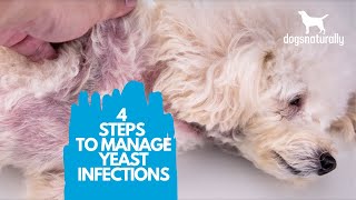 4 Simple Steps to Manage Yeast Infections in Dogs [upl. by Grof]