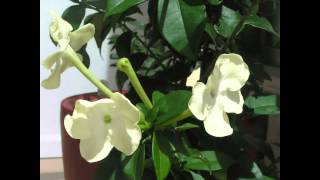 Princess of the Night Brunfelsia Lactea blooming timelapse [upl. by Beattie]