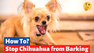 Chihuahua Barking Reasons and How to Stop your Chihuahua from Barking [upl. by Teece]