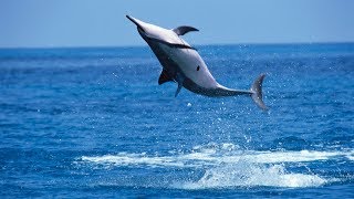 Why Do Spinner Dolphins Spin [upl. by Manville]