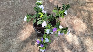 Brunfelsia latifolia plant care and propagation [upl. by Aimee384]