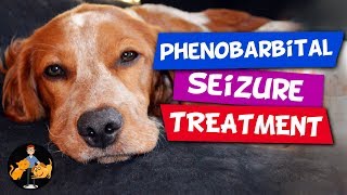 Ehrlichia in Dogs What It Is and How To Treat [upl. by Abbi]