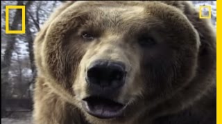 How to Survive a Grizzly Attack  National Geographic [upl. by Kort543]