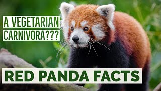 Top 10 Interesting Facts about Red Panda  Red Panda Facts for Kids [upl. by Adin756]