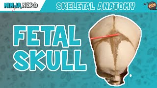 Fetal Skull Fontanelles Anatomy [upl. by Suaeddaht]