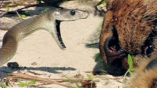 Black Mambas 07 Mamba vs Lion [upl. by Niamjneb168]