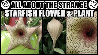 SPECTACULAR STARFISH BLOOMS FACTS amp CARE  Stapelia gigantea The Starfish Plant [upl. by Eyar124]