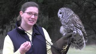 The Barred Owl [upl. by Martainn926]