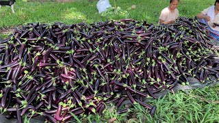 4th harvest ng talong Calixto F1 [upl. by Nesyaj]