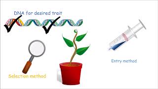 How to Make a Genetically Modified Plant [upl. by Winer]