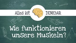 Wie funktioniert ein Muskel [upl. by Meluhs]