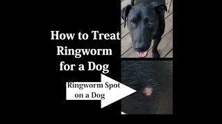 How to Treat Ringworm for a Dog at Home [upl. by Aggappe957]