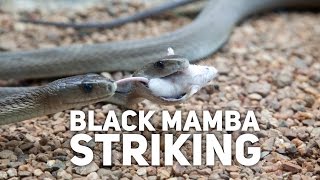 Black Mamba Striking [upl. by Laehcimaj]