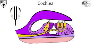 Tricky Topics Auditory Transduction [upl. by Akinad680]