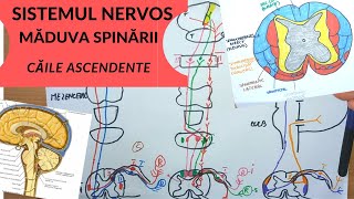 ADMITERE MEDICINA SISTEMUL NERVOS 5 MADUVA SPINARII  CAILE ASCENDENTE [upl. by Assenej]