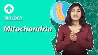 Mitochondria live under Microscope [upl. by Dinnage]