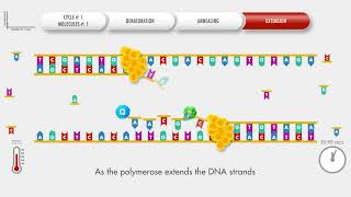 Animated PCR Real Time qPCR procedure [upl. by Ettenna]