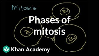 Phases of Mitosis [upl. by Lamdin145]