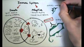 Immunology Overview [upl. by Leta]