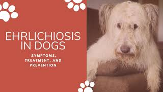 Canine ehrlichiosis  Dengue sa aso BloodParasite Bloodinfection STAR dog [upl. by Oby351]