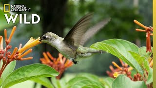 Why Do Hummingbirds Hover  Nat Geo Wild [upl. by Idnas]