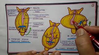 Tortion and detortion in gastropods [upl. by Sigler]