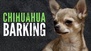 Chihuahua Barking Sound Effects  60 Minutes [upl. by Oneal]