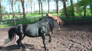 Natürliche Anpaarung Rocky Mountain Horse Hengst und Stute Love between Mare and Stallion [upl. by Gonzalez]