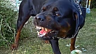 Angry Dogs Compilation [upl. by Alleyn]