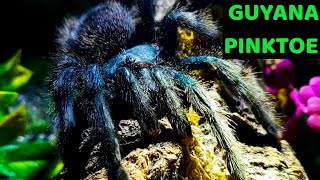 Guyana Pinktoe Tarantula Avicularia avicularia Care amp Husbandry [upl. by Leff]